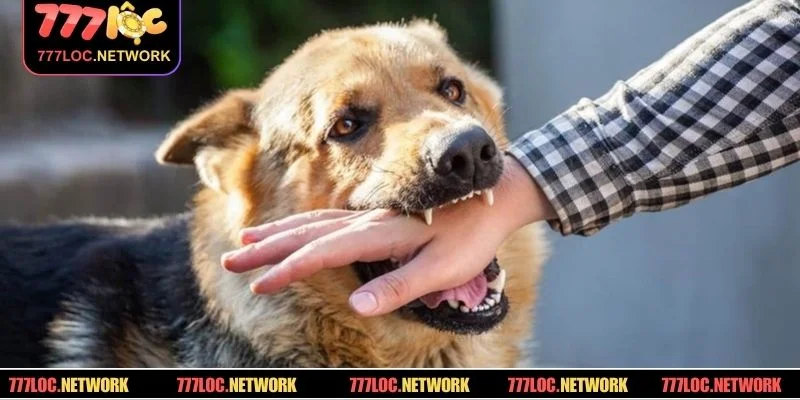 Giải mã điềm tâm linh, hóa giải lo âu và rủi ro khi mơ bị chó cắn