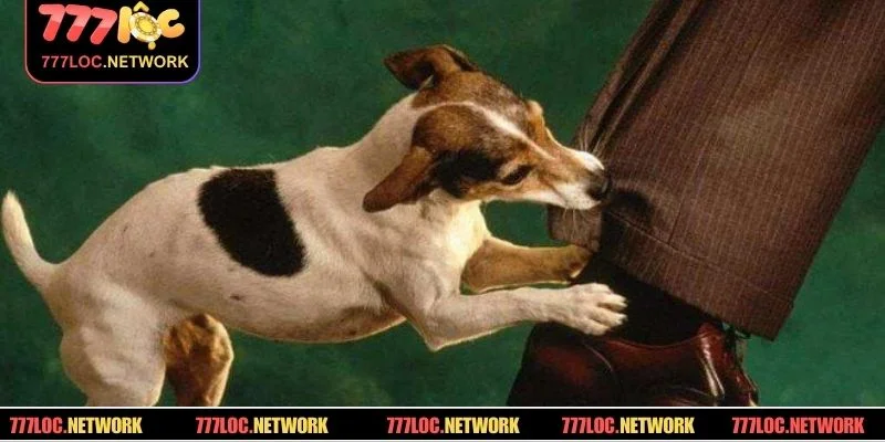 Mơ bị cắn vào chân cần giữ vững hướng đi và tham khảo cặp số may mắn 29–92