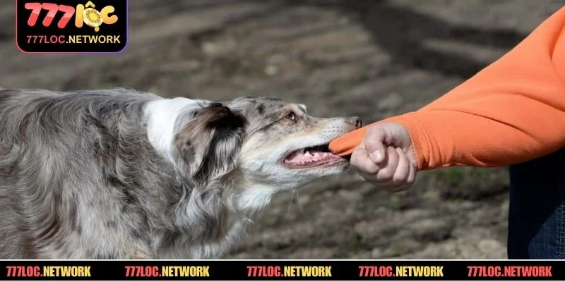 Tra cứu mơ bị chó cắn đánh con gì may mắn nhất